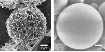 Як доставити бактеріофаги в легені?